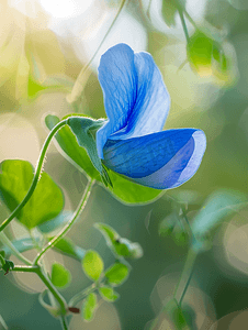 花园中蓝色蝴蝶豌豆花的特写