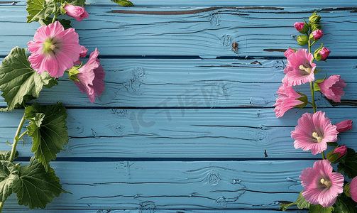 蓝色木板背景摄影照片_蓝色木板背景下美丽的粉红蜀葵花