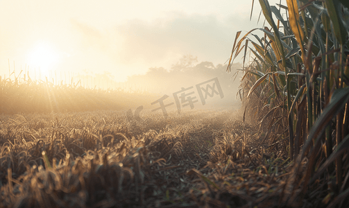 泰国日出时的甘蔗田