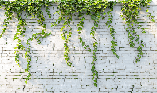 藤蔓植物花卉摄影照片_砖墙背景与美元藤蔓装饰