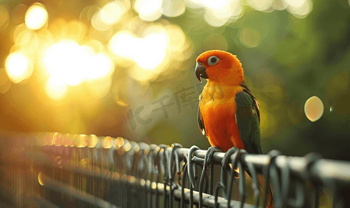 羽毛摄影照片_太阳锥尾鹦鹉栖息在篱笆上