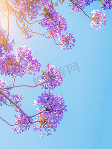 晴朗天空背景下的蓝花楹树枝条上面盛开着紫色的花