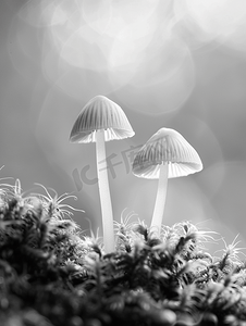 发光苔藓摄影照片_两个花丝小蘑菇在带有光斑的苔藓上以黑白照片拍摄