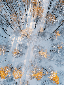 雪橡树和桦树林的俯视图
