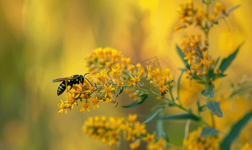 朵摄影照片_秋日傍晚北方纸蜂为一朵黄花野花授粉