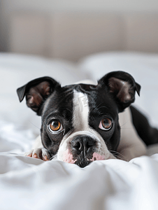躺沙发摄影照片_一只可爱的小波士顿梗犬躺在床上的肖像