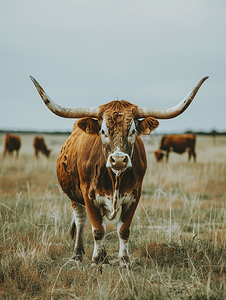 红色小五角星摄影照片_农场里的长角牛