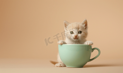 绿色小猫摄影照片_米色背景中一只奶油色的异国小猫正坐在一个绿色的大杯子里