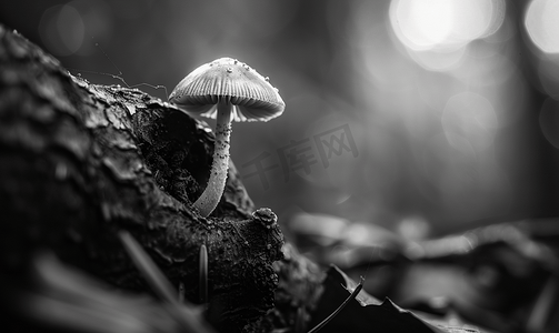 有树根树摄影照片_黑色和白色的细丝小蘑菇在有光斑的树根中拍摄