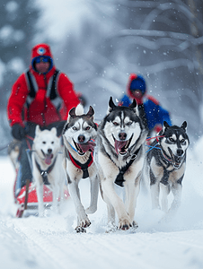 哈士奇哈士奇摄影照片_雪橇犬比赛哈士奇雪橇犬队与狗司机一起拉雪橇冬季比赛