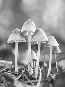 森林地面上一组黑白相间的金银花丝小蘑菇