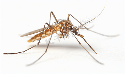 成年疟蚊