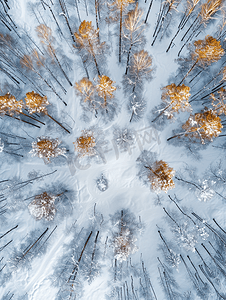 雪树林摄影照片_雪橡树和桦树林的俯视图