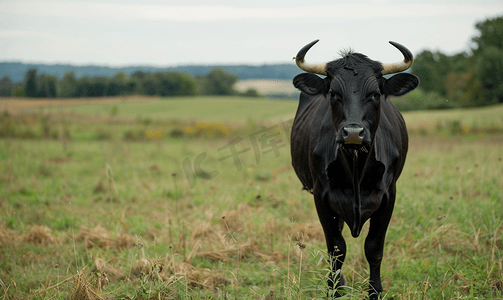 红色小五角星摄影照片_宾夕法尼亚州农场的黑牛