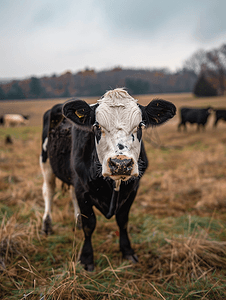 宾夕法尼亚州田野中的农场牲畜和牛