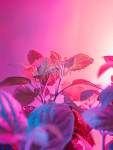 使用紫外线灯进行人工照明种植室内植物