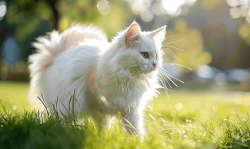 阳光明媚的日子里白色毛茸茸的猫在草地上行走