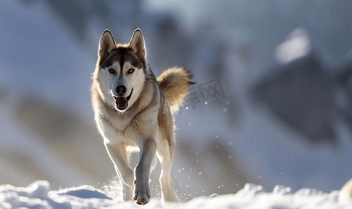 哈士奇雪橇犬奔跑