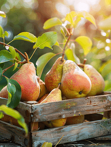 成熟的梨果木箱收获有机梨秋收