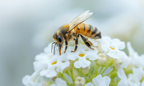 白花花的雪摄影照片_甜杏仁马鞭草白花上的蜜蜂