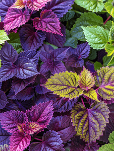 调色板花摄影照片_花园中长有绿叶和紫叶的彩叶植物