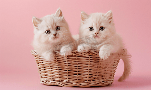 粉红色背景中两只奶油色的异国波斯小猫坐在柳条篮里