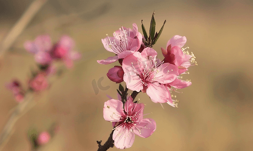 桃树开花摄影照片_春天桃树上盛开的粉红色花朵