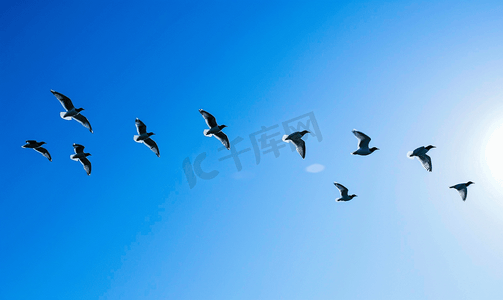 成群的鸟儿在蓝天上飞翔
