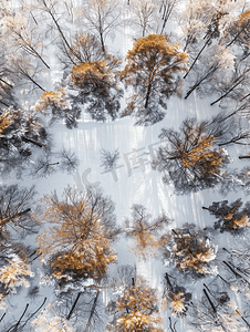 雪橡树和桦树林的俯视图