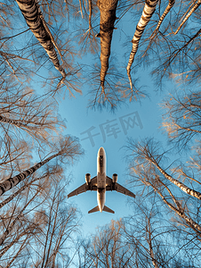 天空中的飞机从下面透过没有树叶的树冠观看