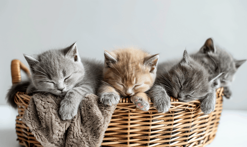 喂养小猫摄影照片_四只英国小猫坐在柳条篮里一只小猫正在睡觉