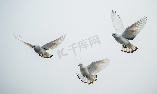 鸽子和平摄影照片_鸽子在灰色天空的背景下飞翔三只鸟飞翔飞行中的动物