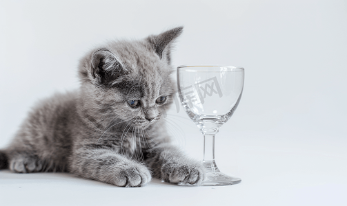 宠物学校学校摄影照片_迷人的灰色蓬松纯种英国小猫一杯