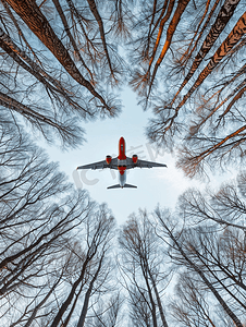 天空中的飞机从下面透过没有树叶的树冠观看