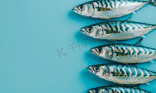 海鲜海洋摄影照片_新鲜的原料鲭鱼
