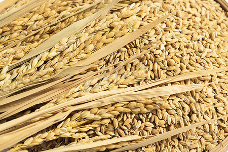 浓情重阳海报素材摄影照片_稻穗素材稻谷粮食图片