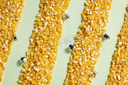 玉米碴创意农民丰收图片