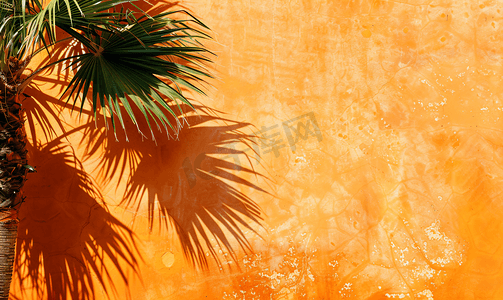 棕榈树和橙子彩绘墙壁上的阴影
