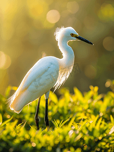 海洋生物边框摄影照片_阳光明媚的埃及草地上的小白鹭