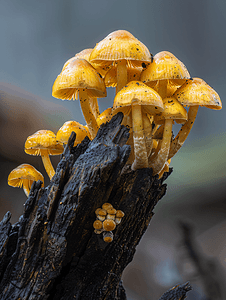从腐烂的树桩上长出的小黄色蘑菇