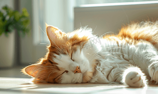 谭摄影照片_非常疲倦的胖谭和白猫在阳光下休息