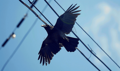 乌鸦飞过电线天空中的鸟蓝天中的黑乌鸦