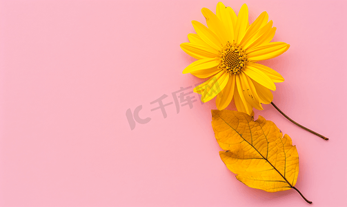 婚礼边框粉色摄影照片_淡粉色背景上的黄色花朵带有黄色叶子