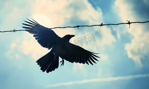 蓝色黑摄影照片_乌鸦飞过电线天空中的鸟蓝天中的黑乌鸦