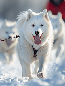 比赛开幕式摄影照片_萨摩耶犬参加雪橇犬比赛