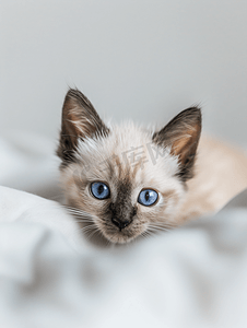 暹罗猫有着美丽的蓝眼睛可爱的小猫看着相机