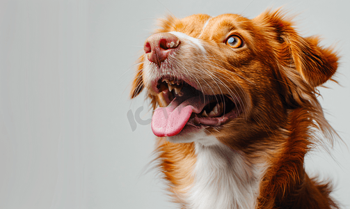 可爱的托勒犬有粉红色的小舌头