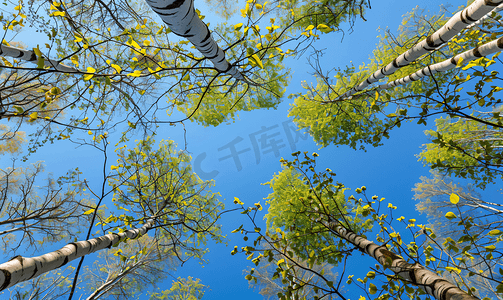 春天是摄影照片_春天在森林里有赤杨树的芽和树枝背景是明亮的蓝天