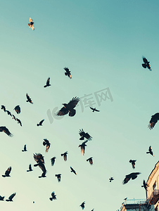 鸟儿飞翔动图摄影照片_乌鸦在天空飞翔鸟儿在建筑物上空盘旋傍晚的乌鸦