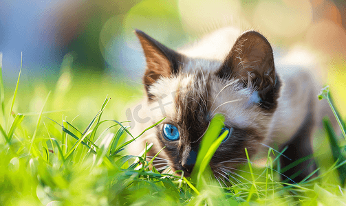 蓝猫商标摄影照片_美丽蓝眼睛的暹罗猫吃草